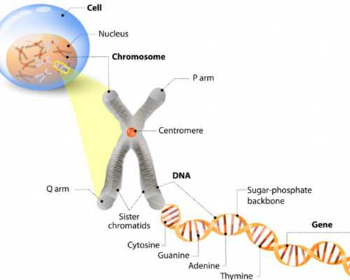 做了无创dna还用做唐氏筛查吗~代生宝宝助孕
